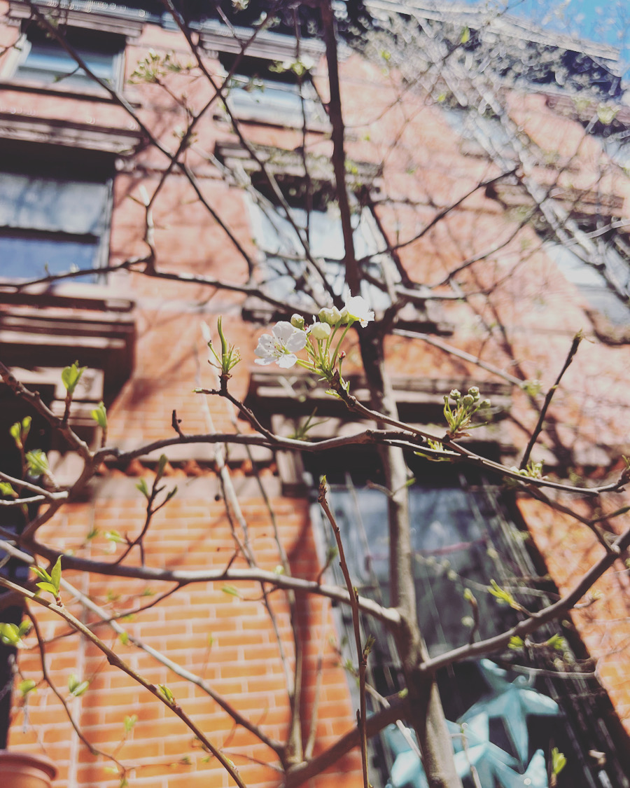 White spring blossoms on bare branches in front of a brick apartment building