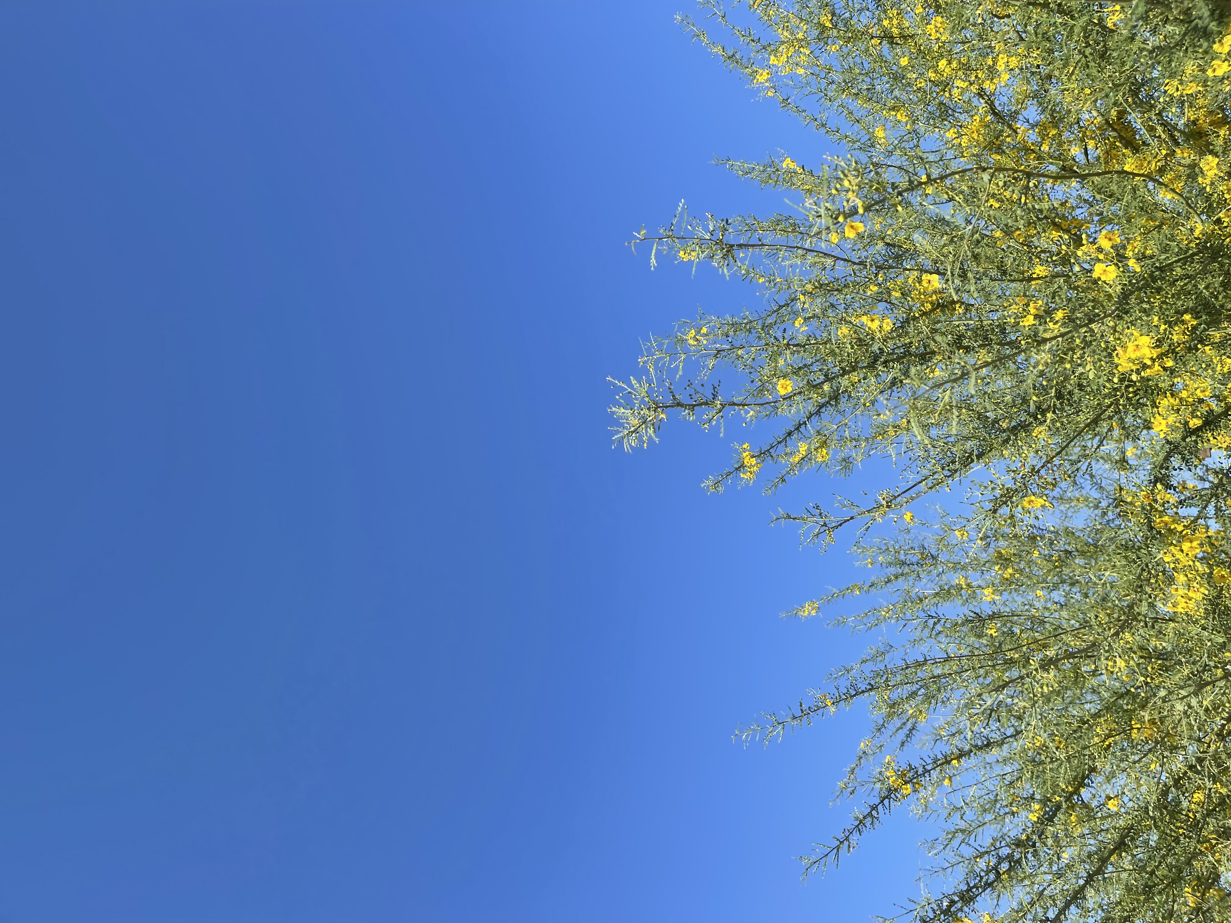 A flowering palo verde tree with yellow blossoms against a blue sky