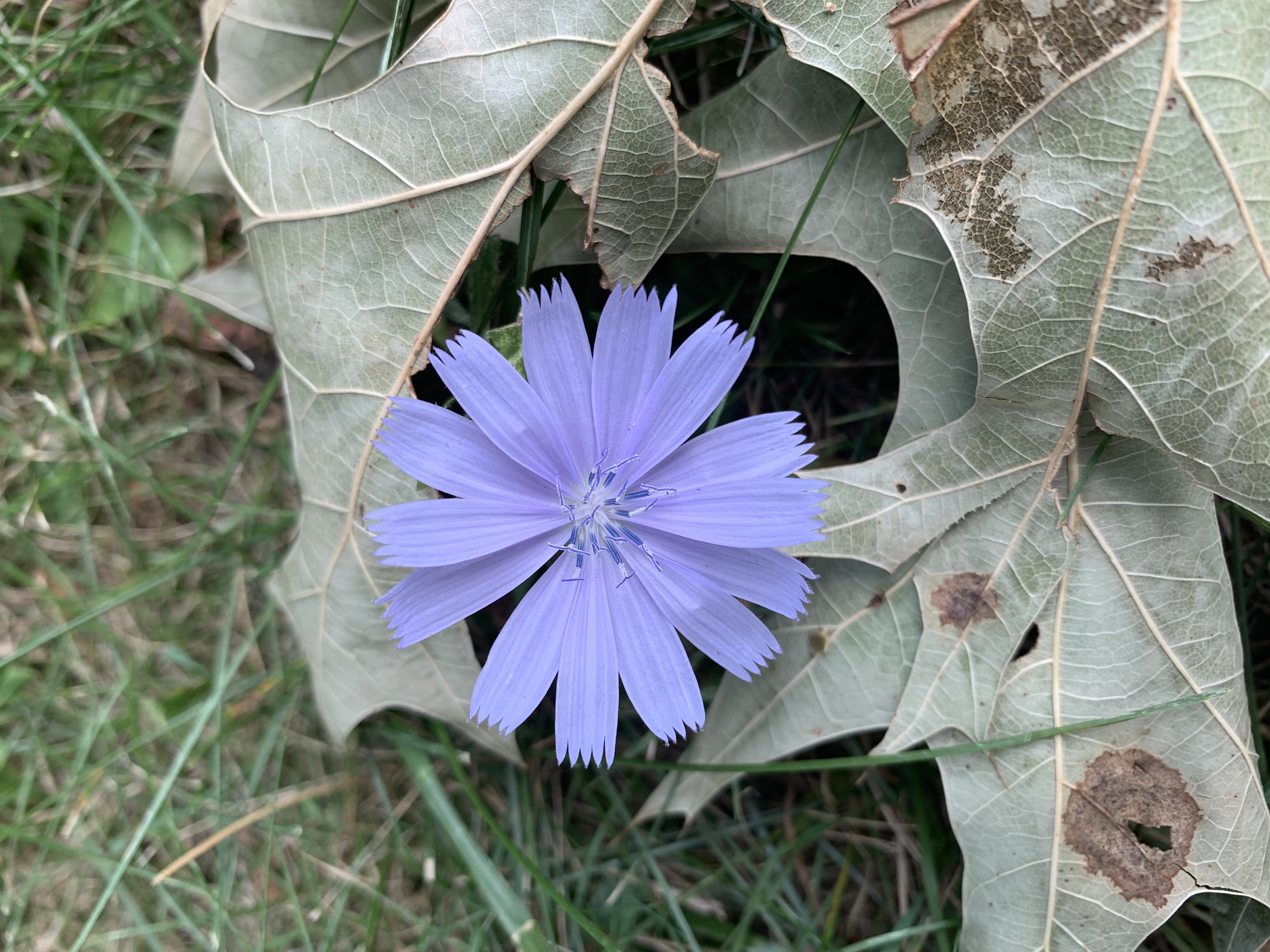 A chicory flower blooming through a dried leaf in the grass